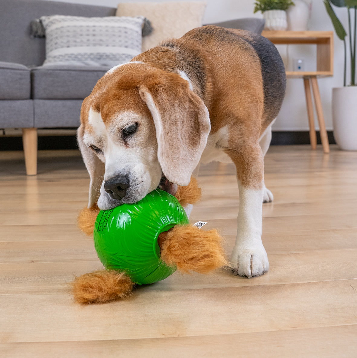Pet Well-Being: Why Pet Toys Are More Than Just Fun