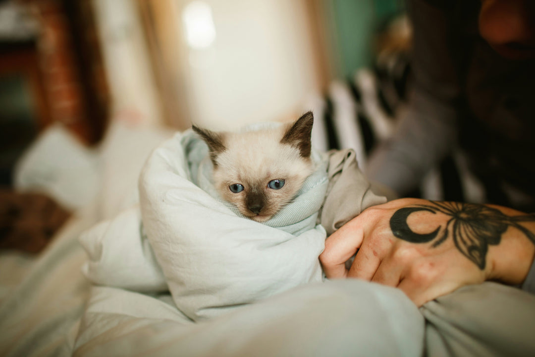 10 Signs Your Pet Might Be Sick (And What to Do)