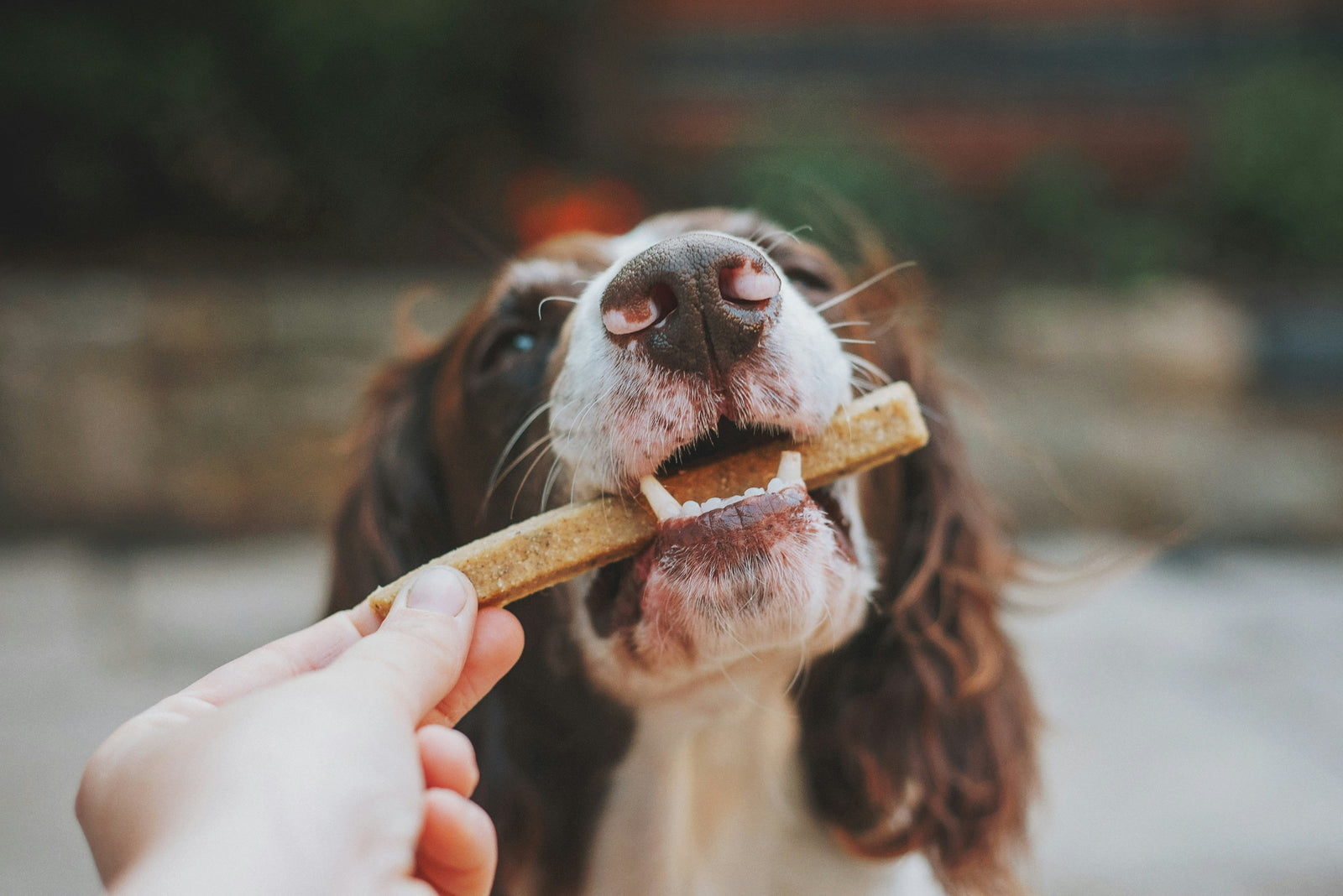 How to Create a Balanced Diet for Your Dog or Cat